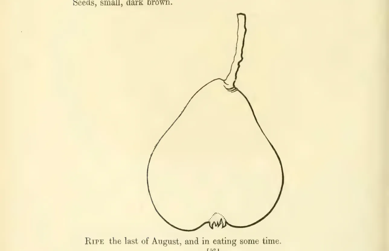 Illustration from Hovey, The Fruits of America (1852)