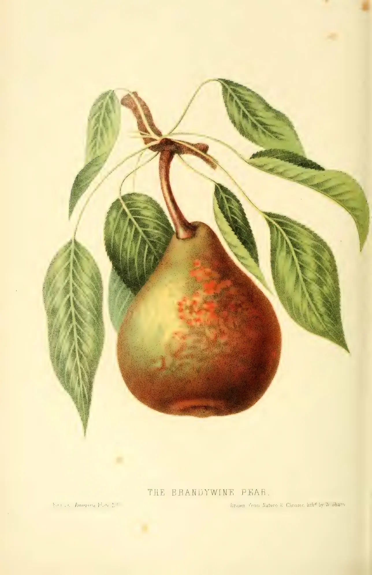 Illustration from Hovey, The Fruits of America (1852)
