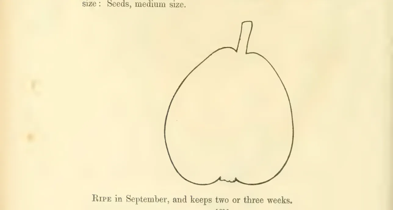 Illustration from Hovey, The Fruits of America (1852)
