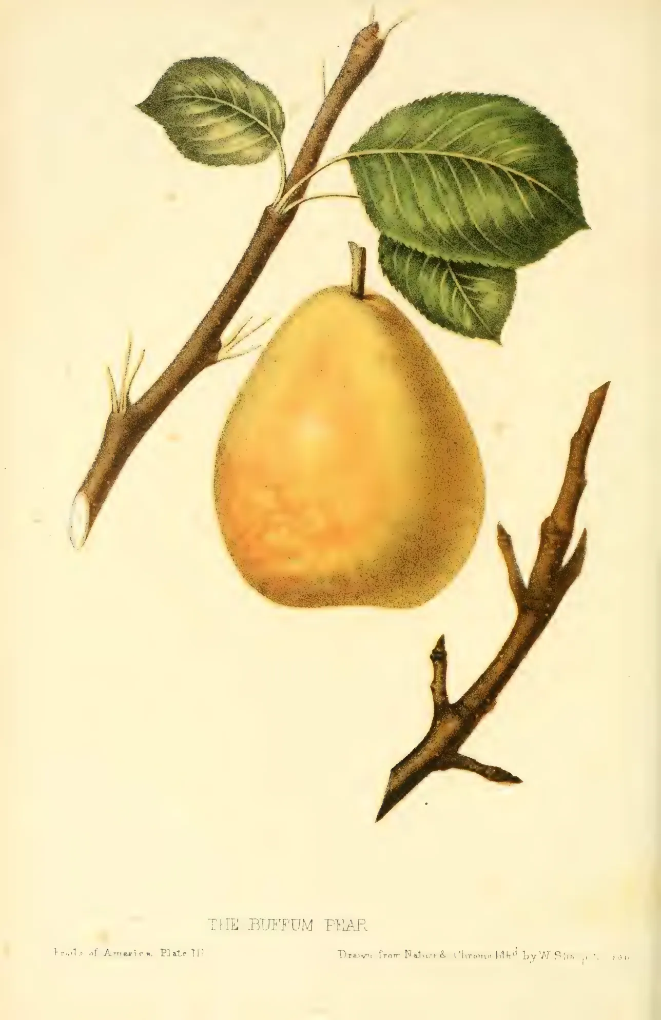 Illustration from Hovey, The Fruits of America (1852)