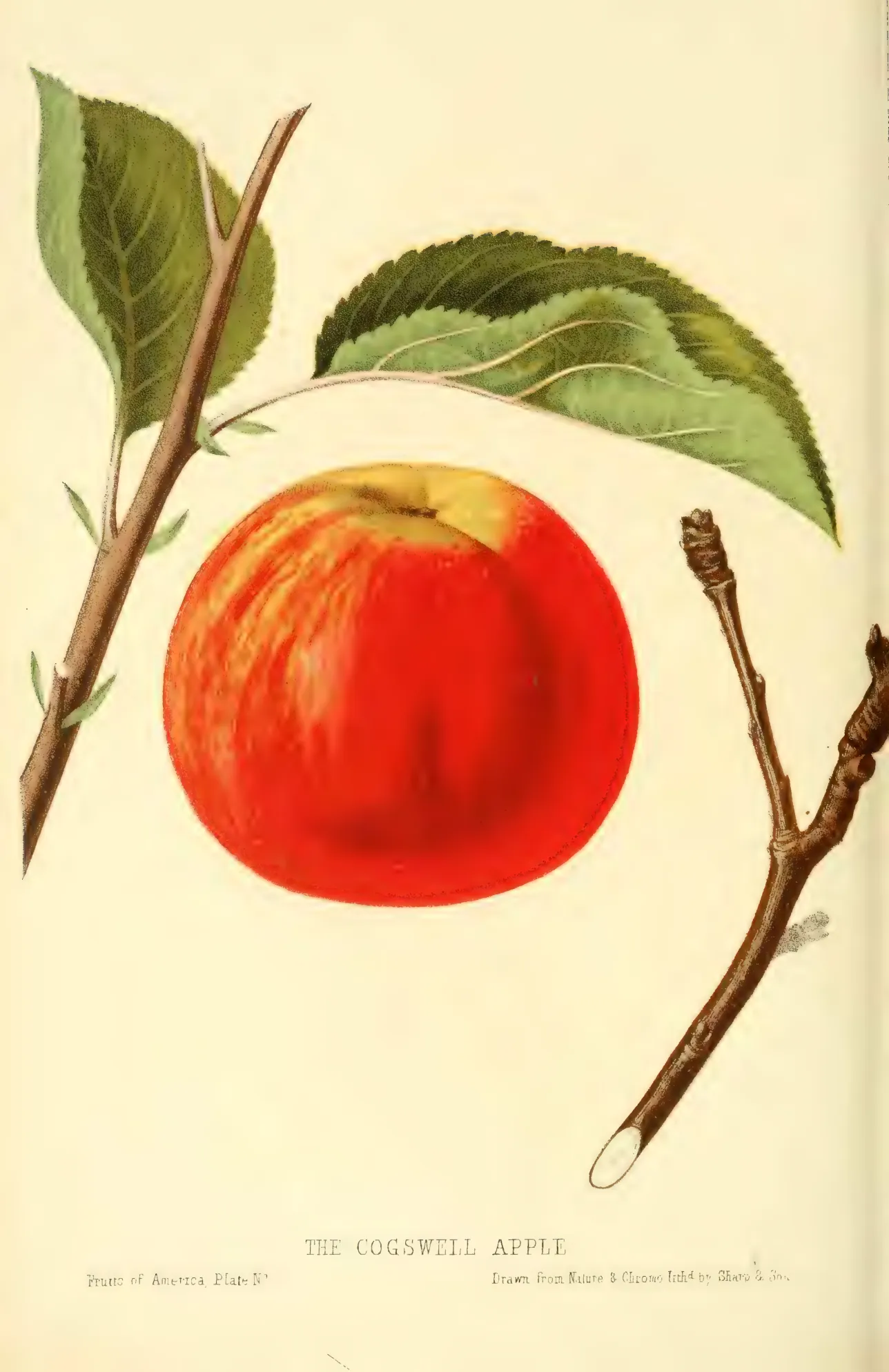 Illustration from Hovey, The Fruits of America (1852)
