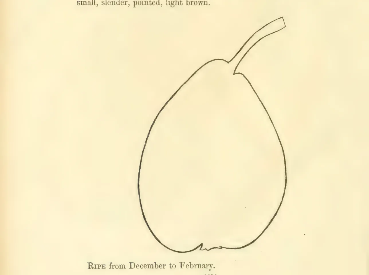 Illustration from Hovey, The Fruits of America (1852)