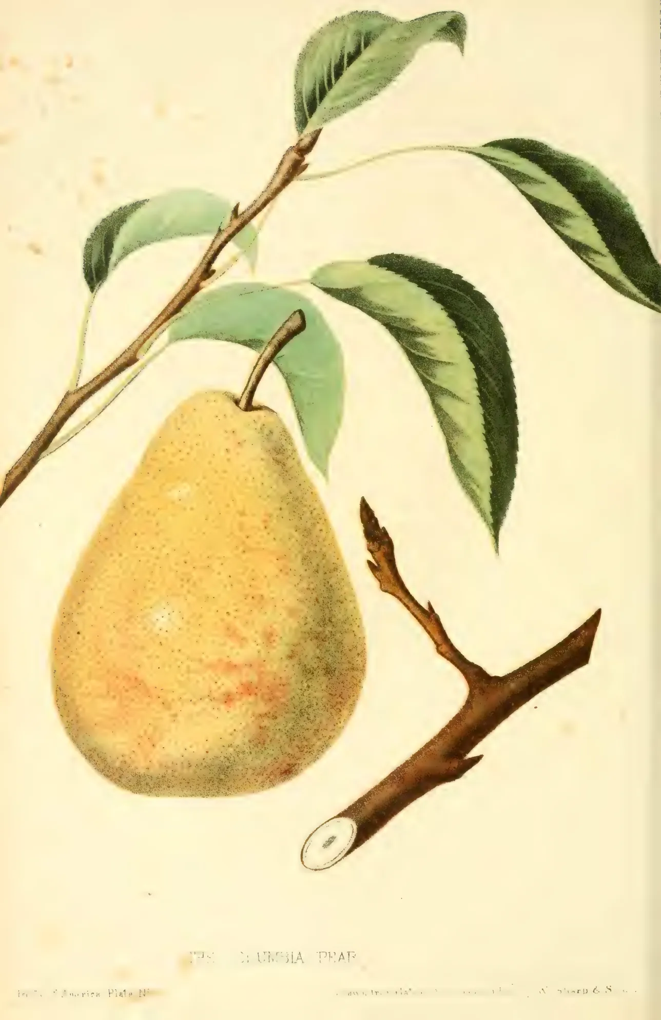 Illustration from Hovey, The Fruits of America (1852)