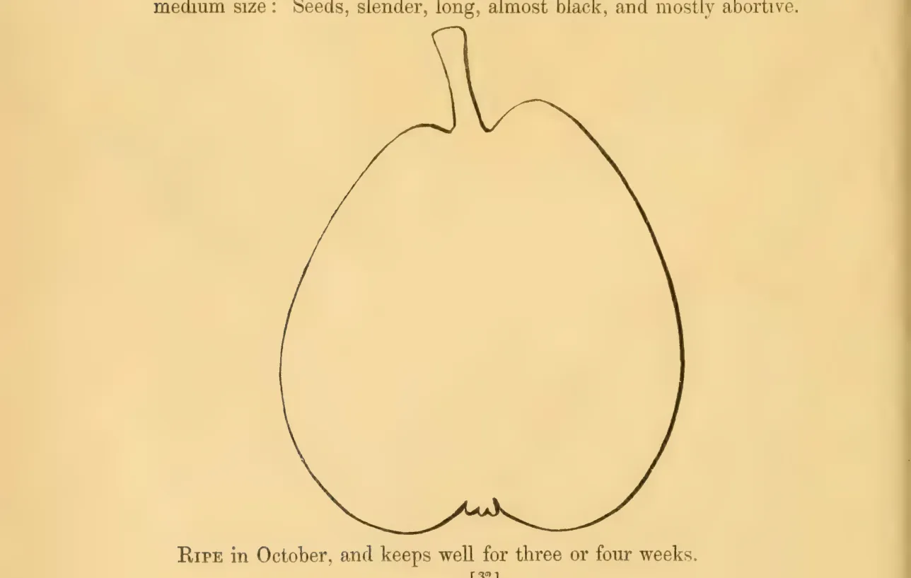 Illustration from Hovey, The Fruits of America (1852)