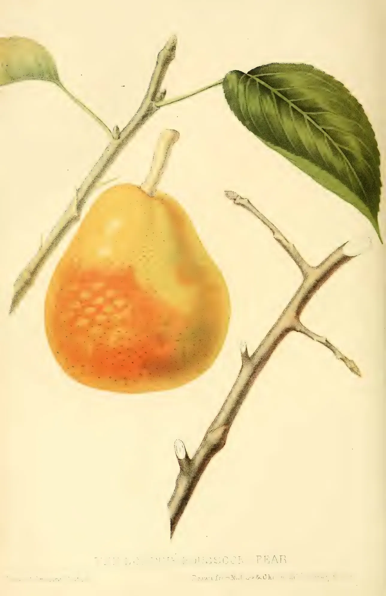 Illustration from Hovey, The Fruits of America (1852)