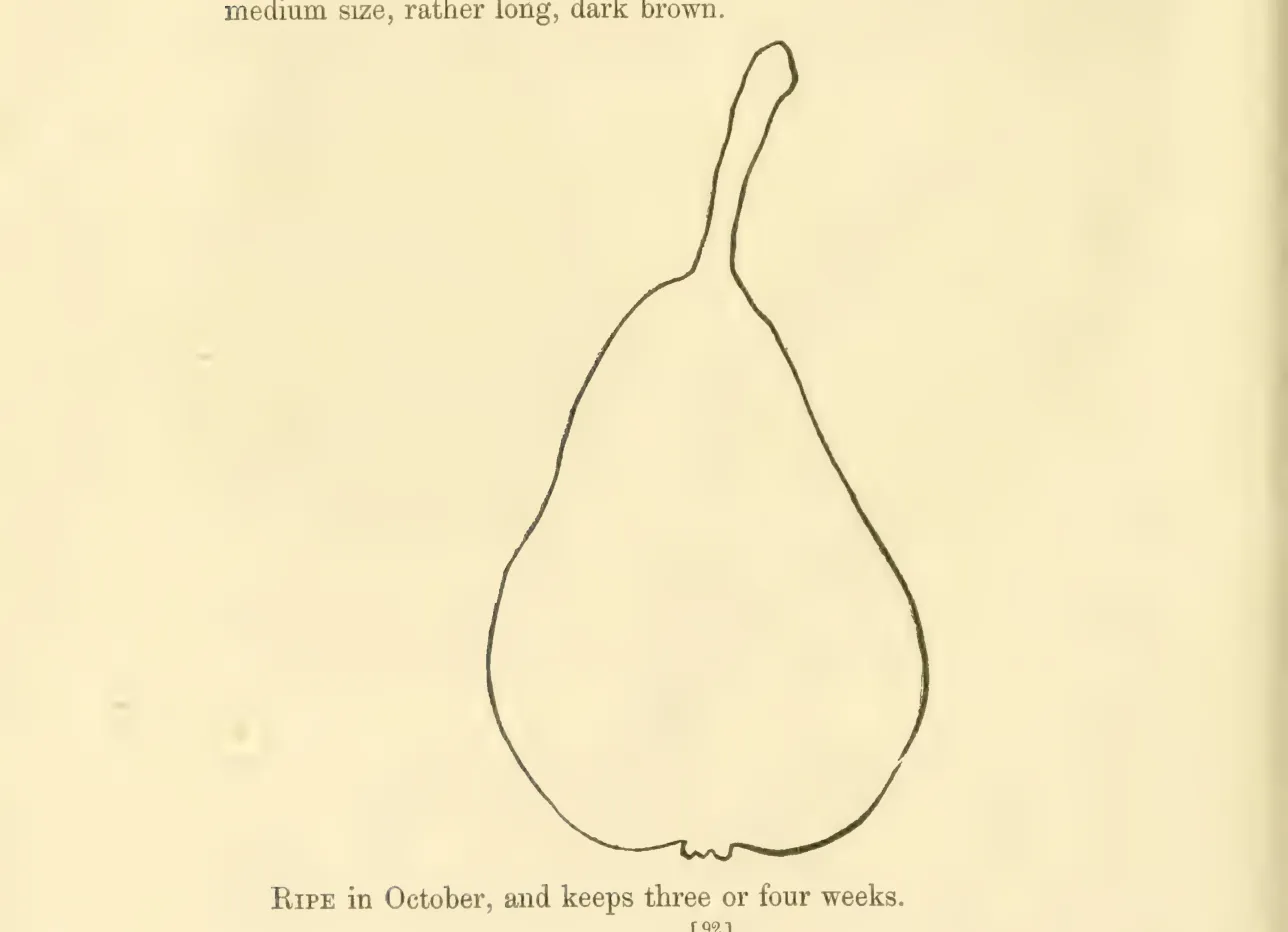 Illustration from Hovey, The Fruits of America (1852)