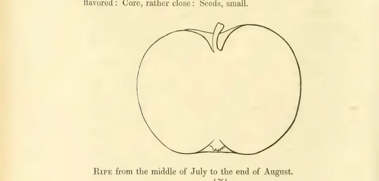 Illustration from Hovey, The Fruits of America (1852)