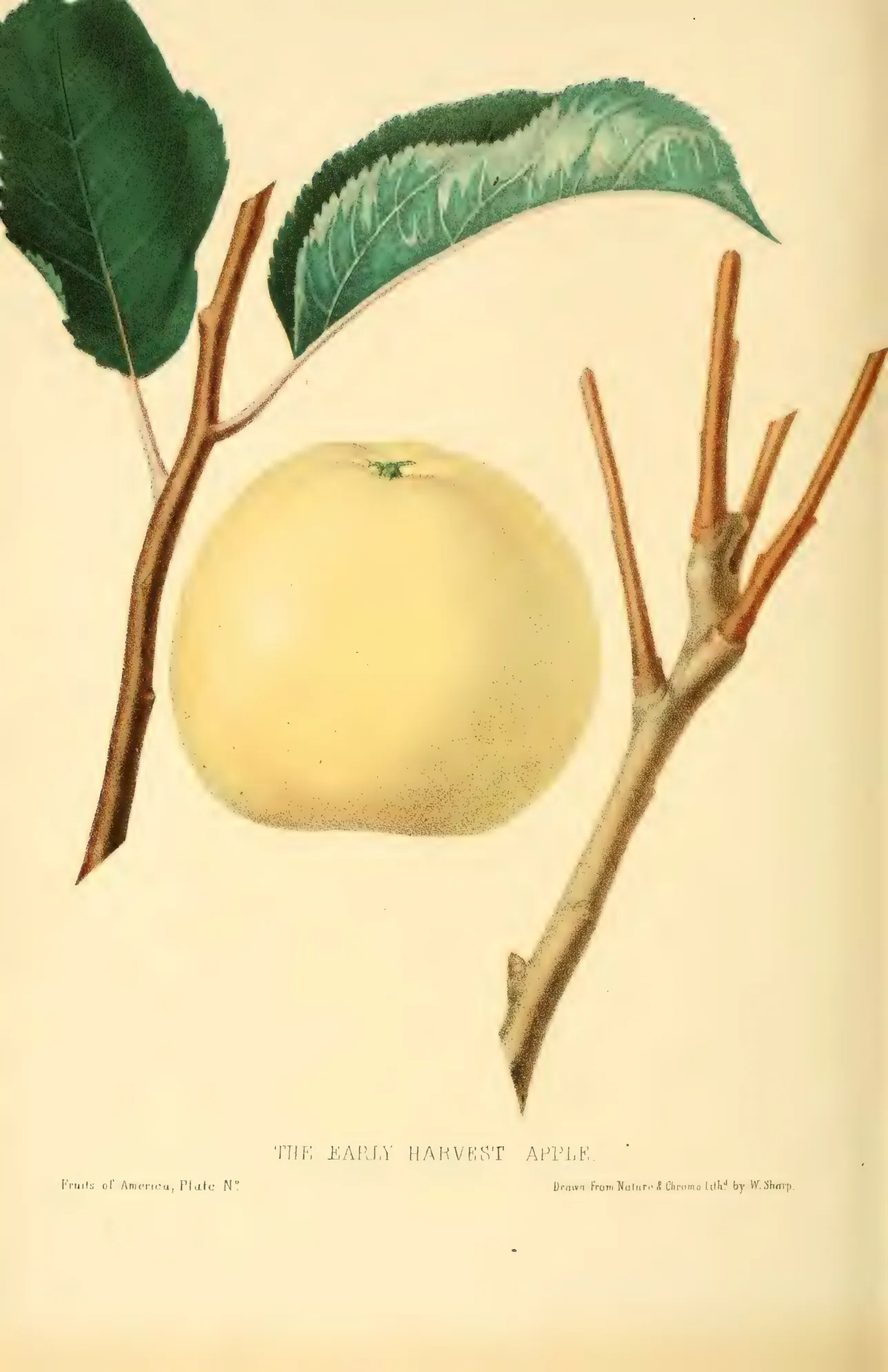 Illustration from Hovey, The Fruits of America (1852)