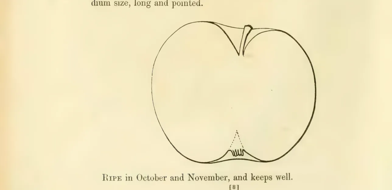 Illustration from Hovey, The Fruits of America (1852)