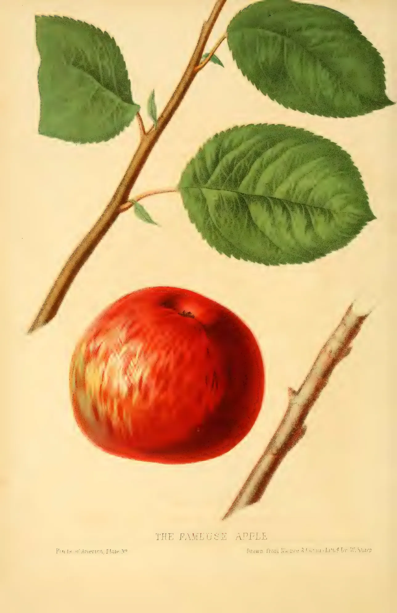 Illustration from Hovey, The Fruits of America (1852)