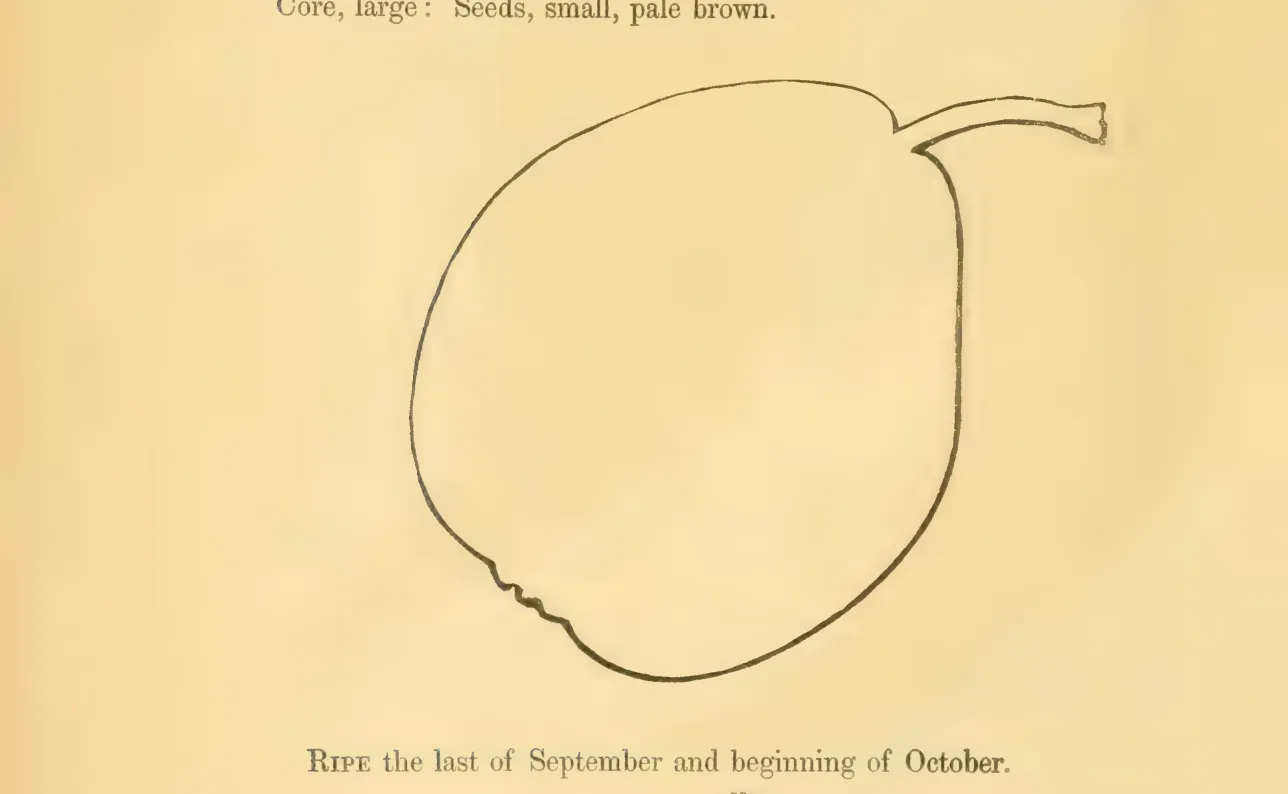 Illustration from Hovey, The Fruits of America (1852)