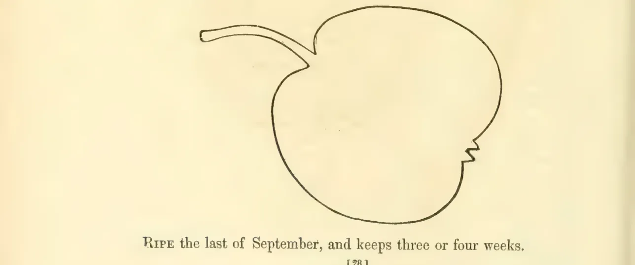 Illustration from Hovey, The Fruits of America (1852)