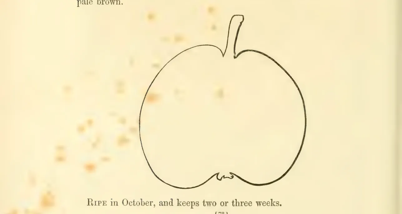 Illustration from Hovey, The Fruits of America (1852)