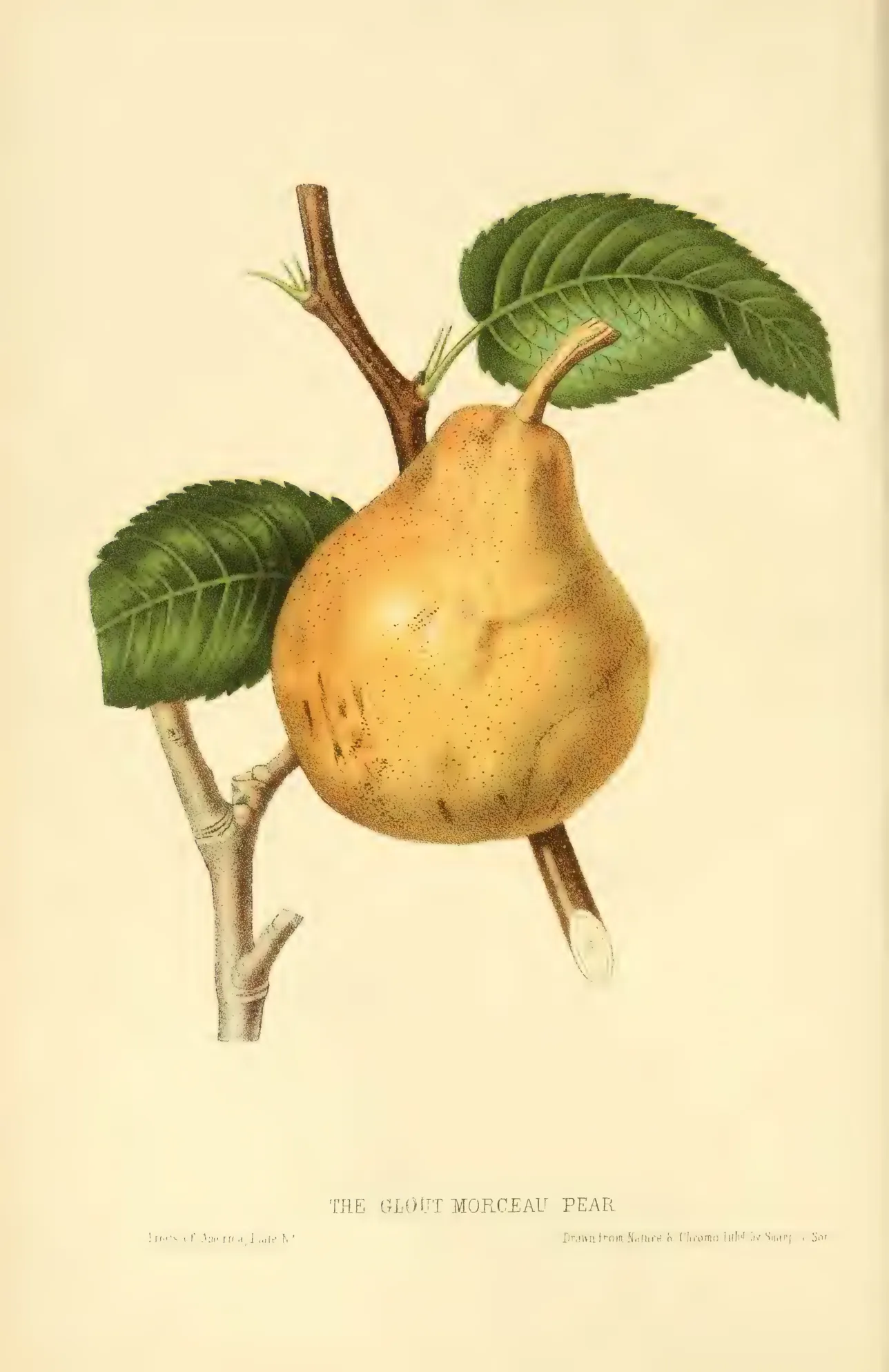 Illustration from Hovey, The Fruits of America (1852)