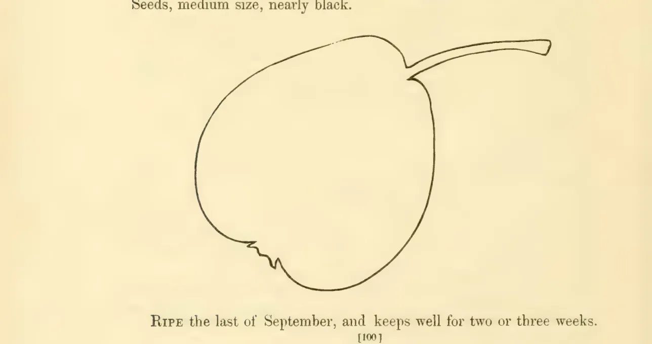 Illustration from Hovey, The Fruits of America (1852)