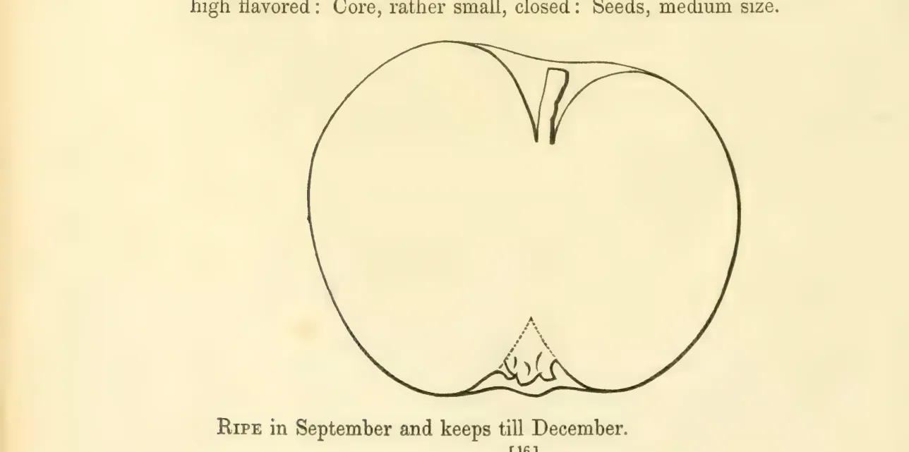 Illustration from Hovey, The Fruits of America (1852)