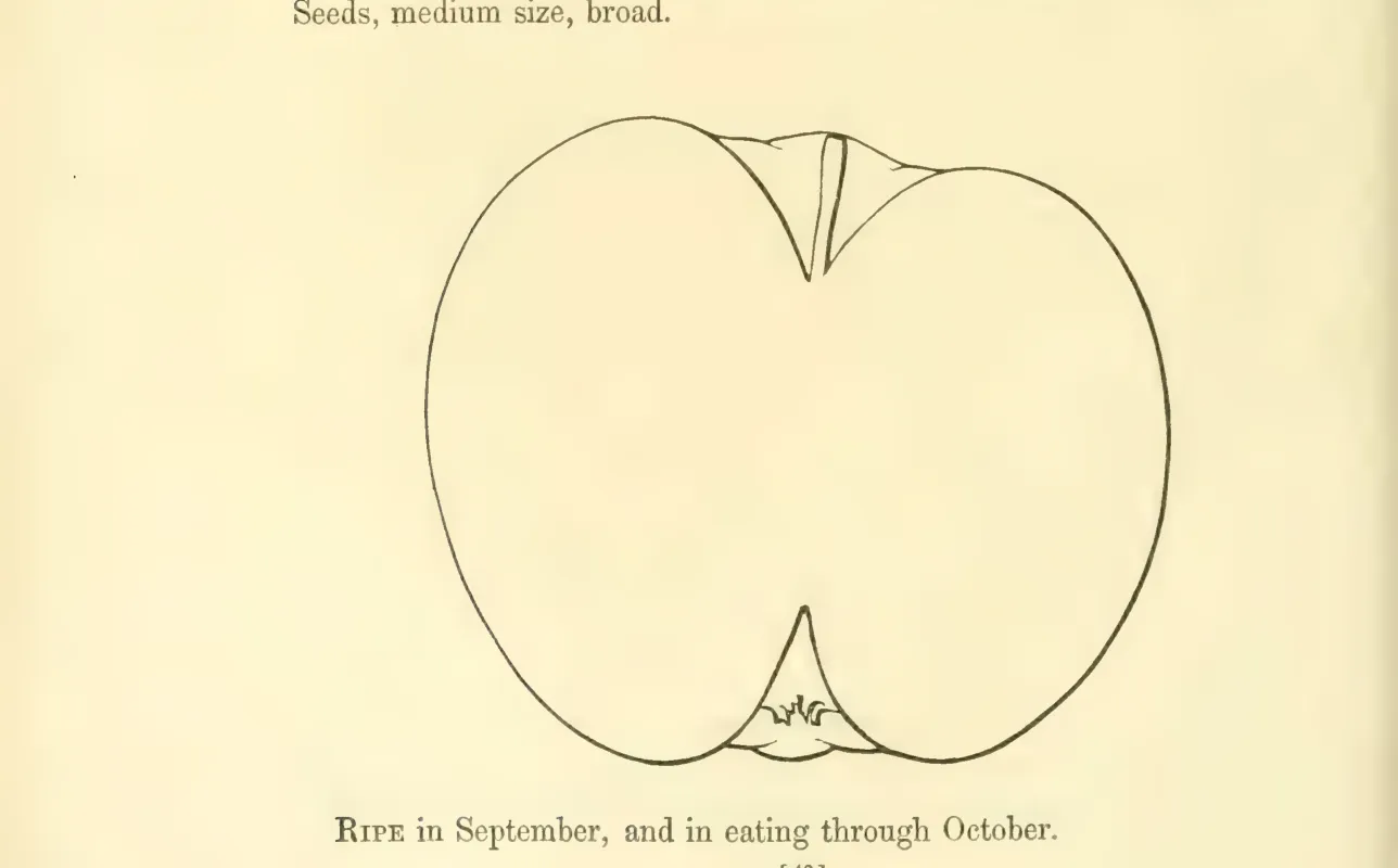 Illustration from Hovey, The Fruits of America (1852)