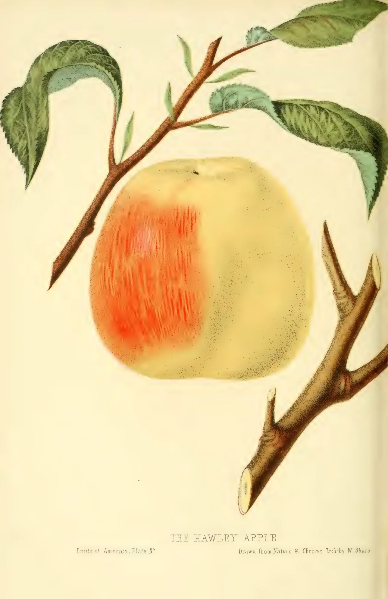 Illustration from Hovey, The Fruits of America (1852)