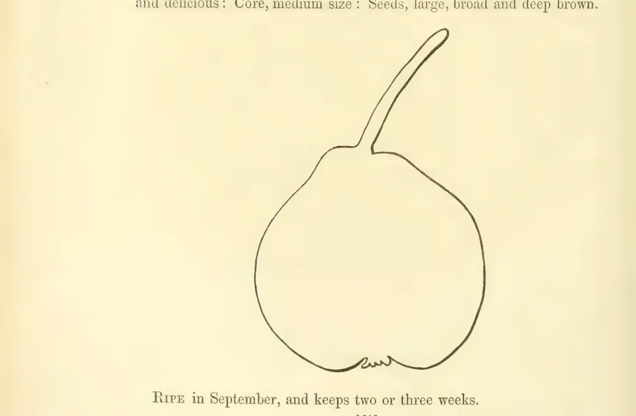 Illustration from Hovey, The Fruits of America (1852)