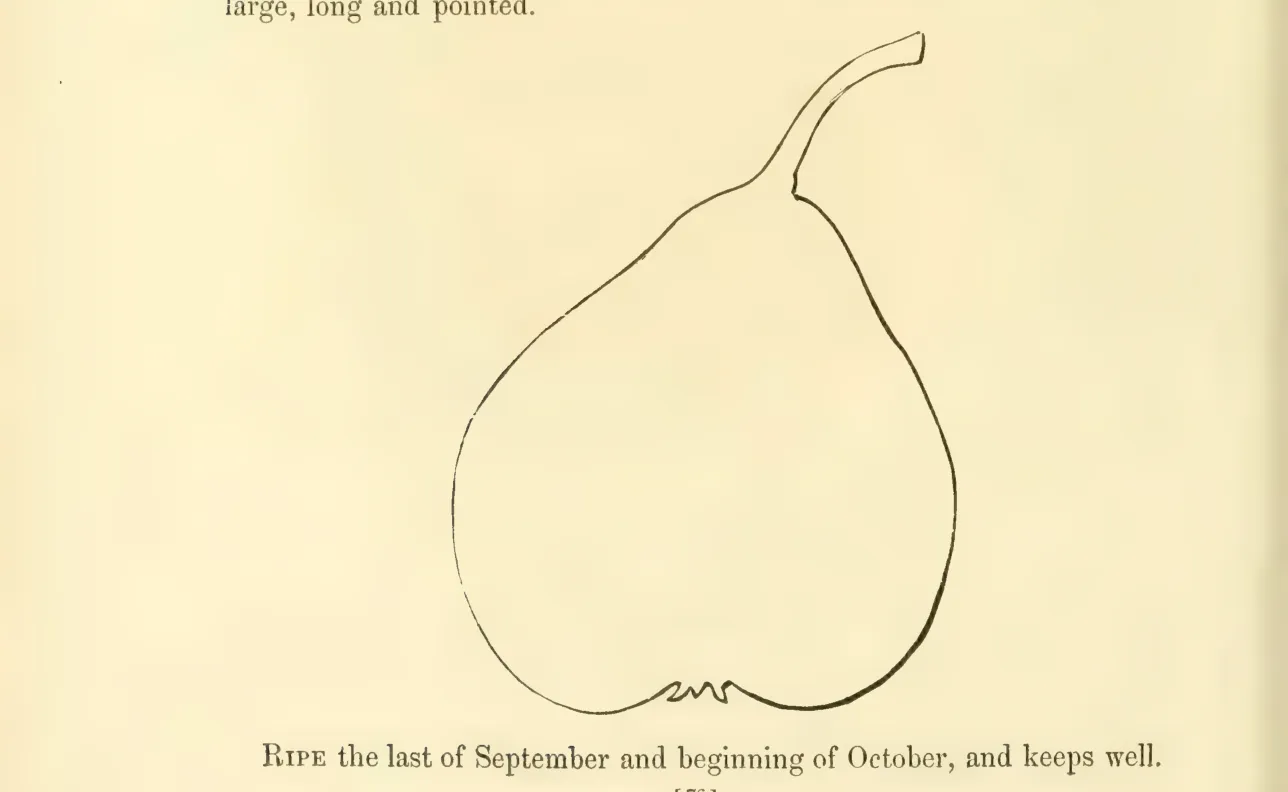Illustration from Hovey, The Fruits of America (1852)