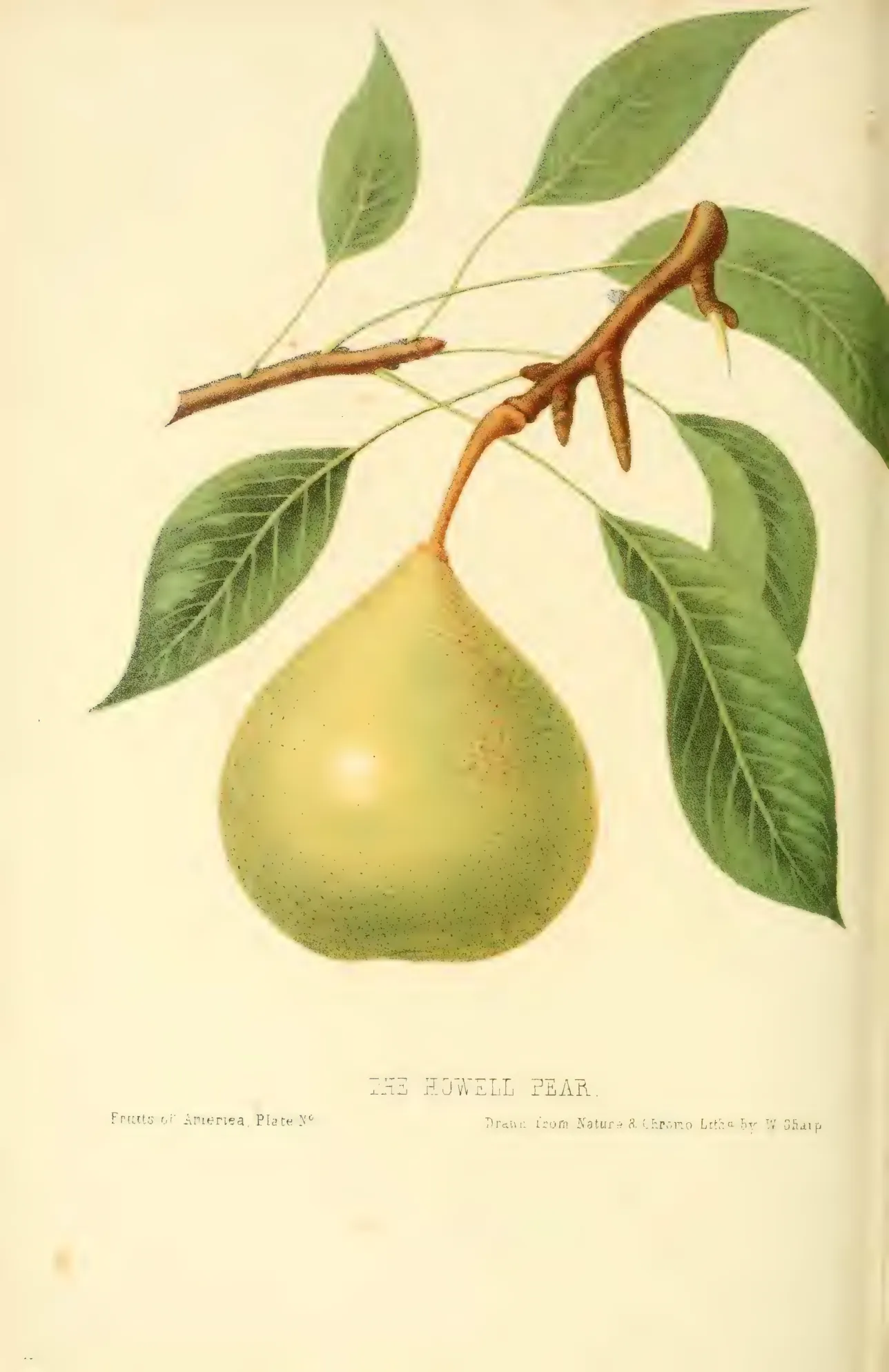 Illustration from Hovey, The Fruits of America (1852)