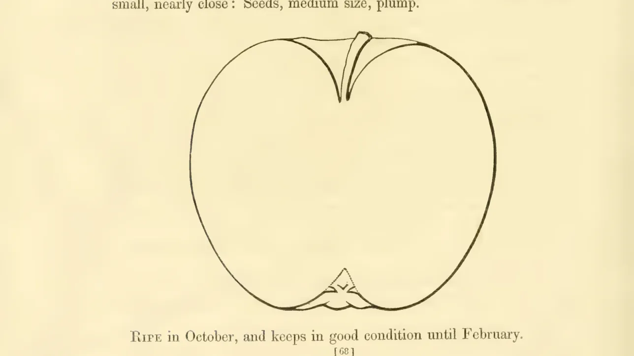 Illustration from Hovey, The Fruits of America (1852)