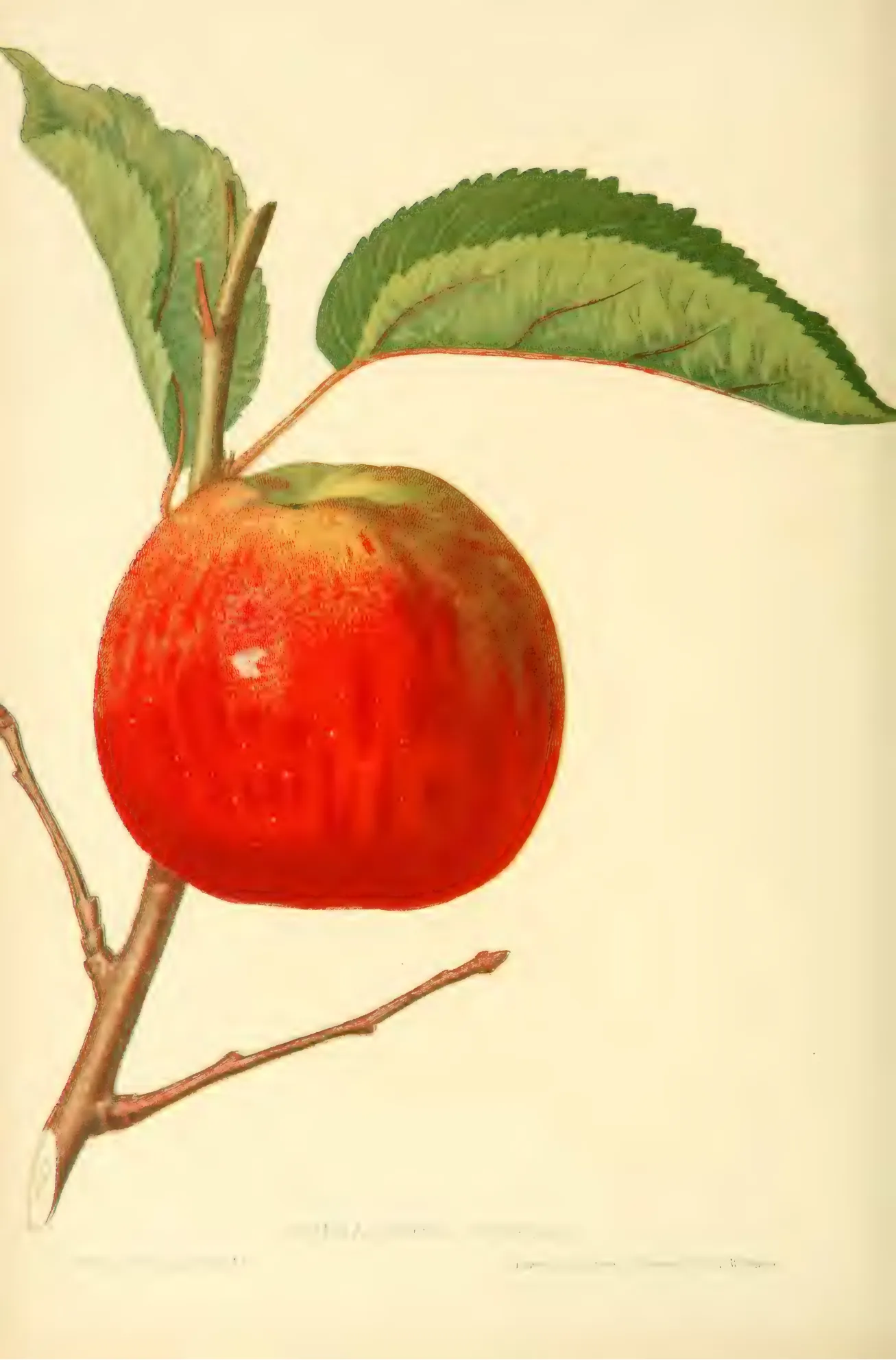 Illustration of HUBBARDSTON NONSUCH