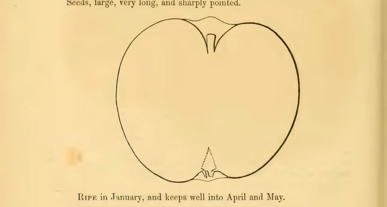 Illustration from Hovey, The Fruits of America (1852)