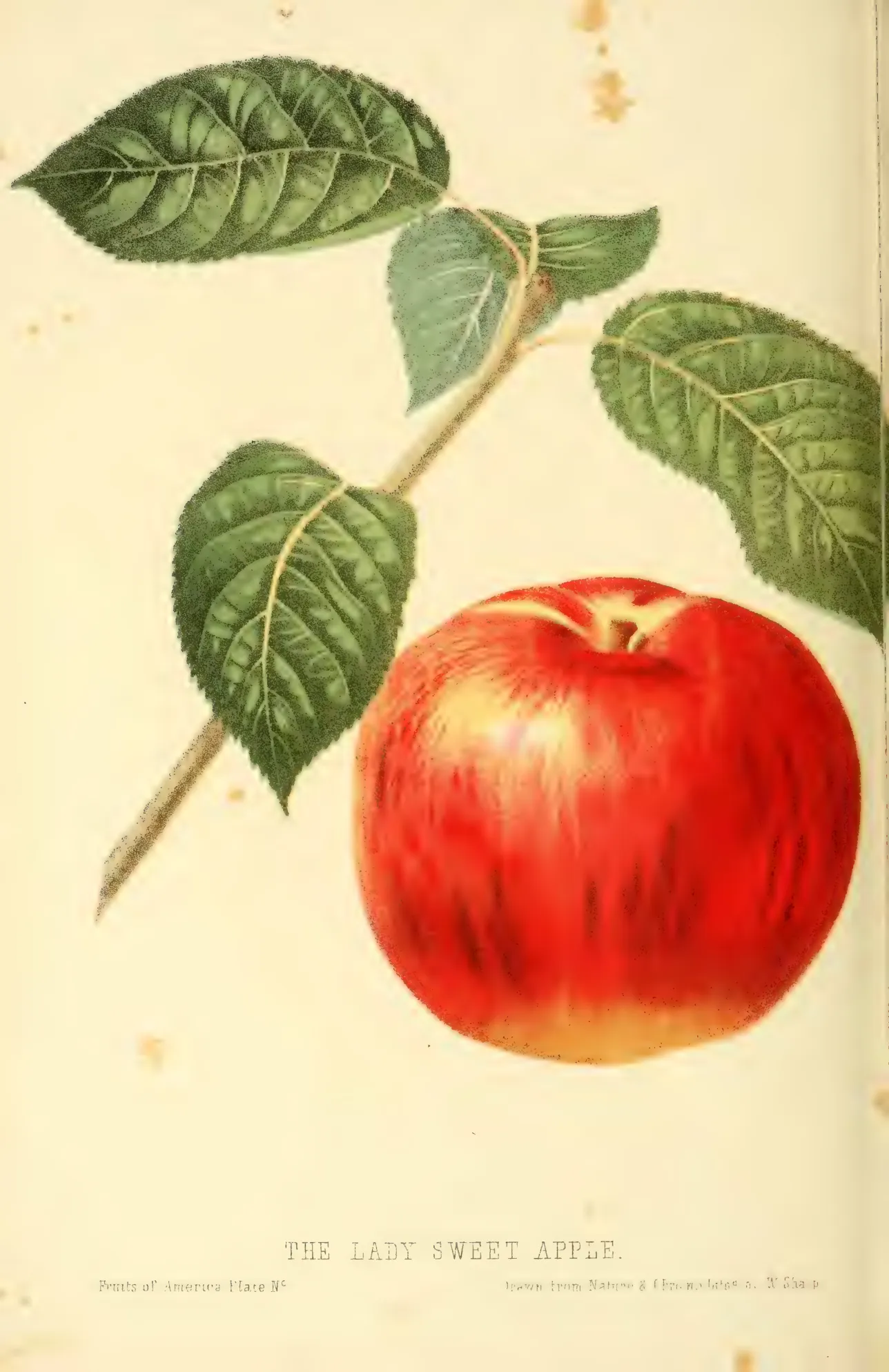 Illustration from Hovey, The Fruits of America (1852)