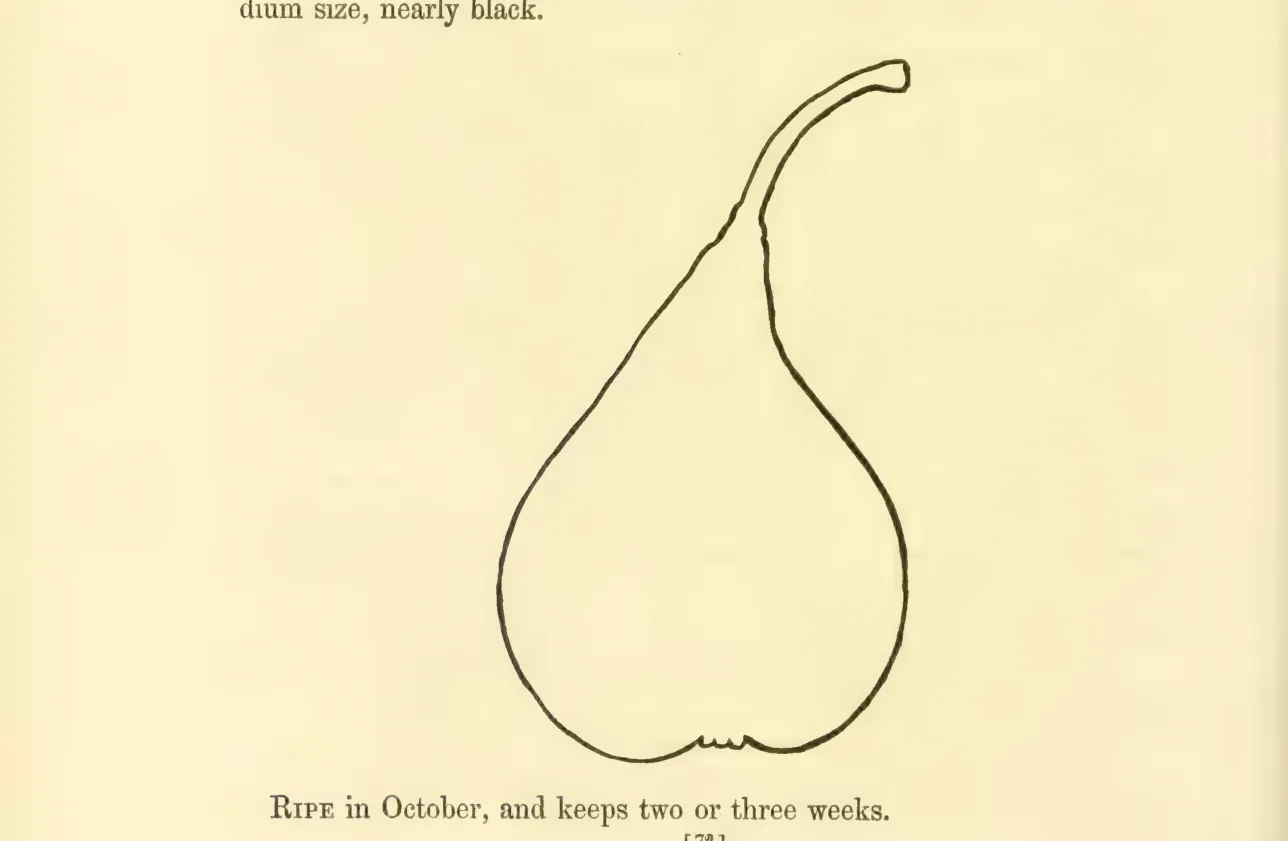 Illustration from Hovey, The Fruits of America (1852)