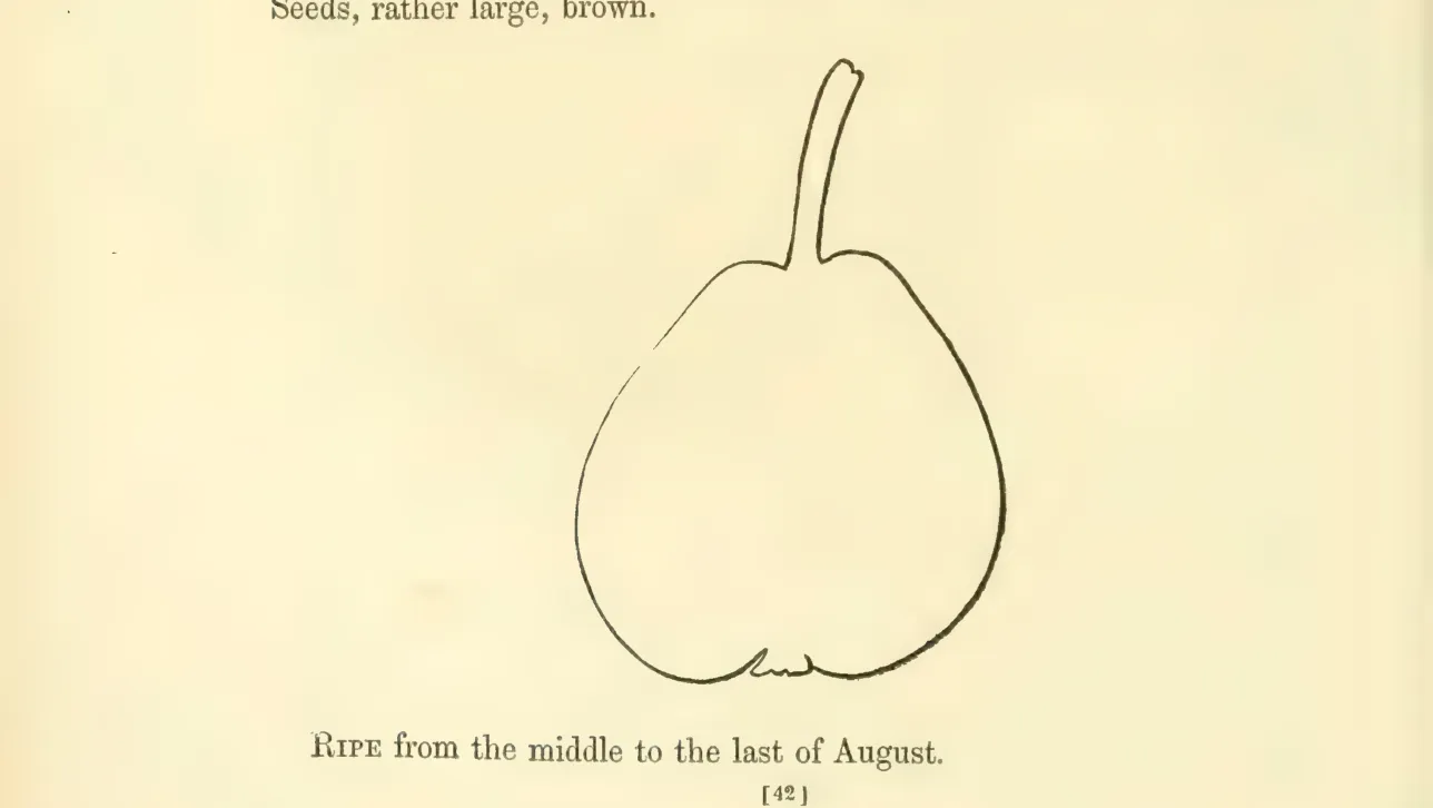 Illustration from Hovey, The Fruits of America (1852)