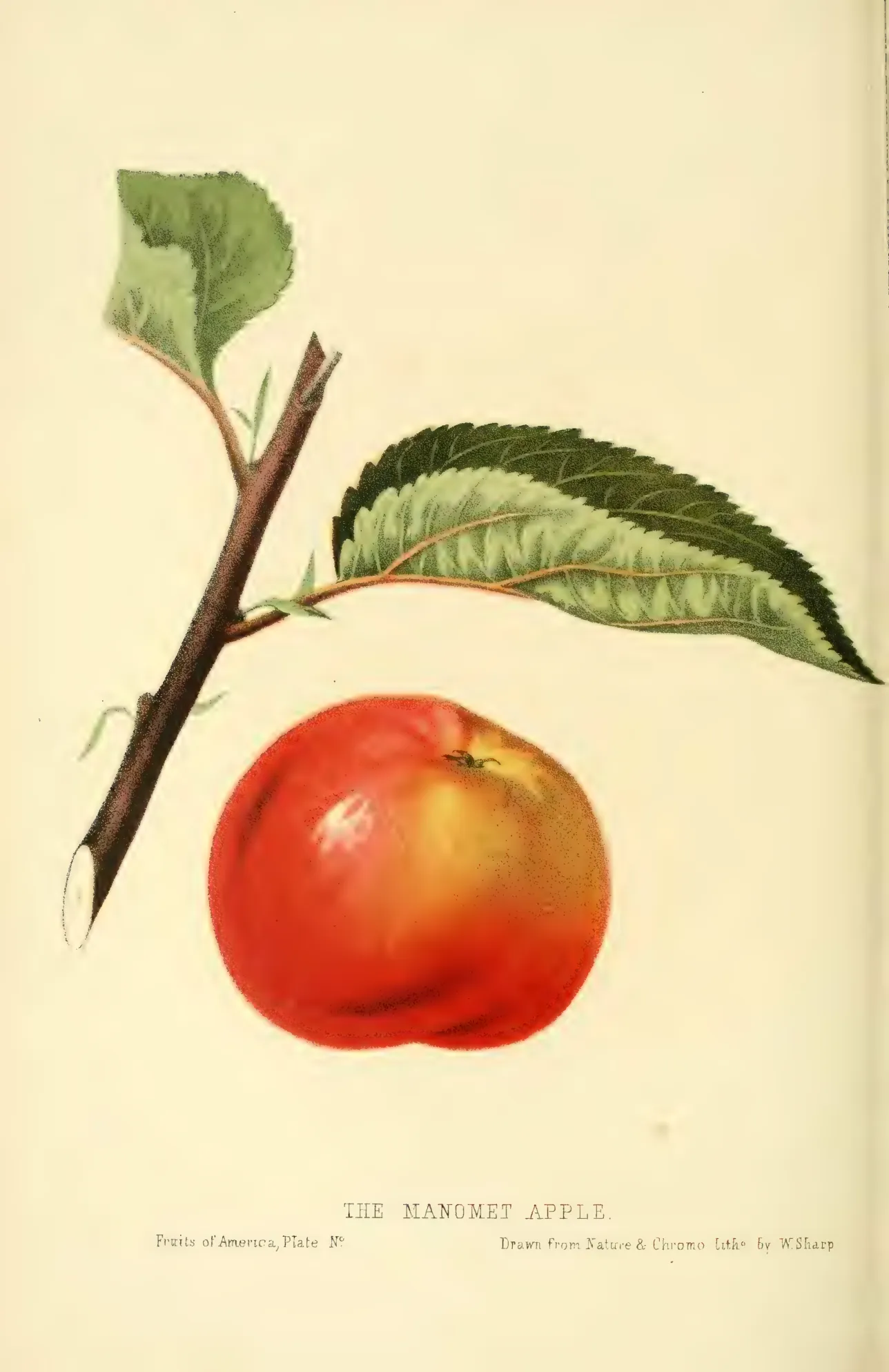 Illustration of Manomet