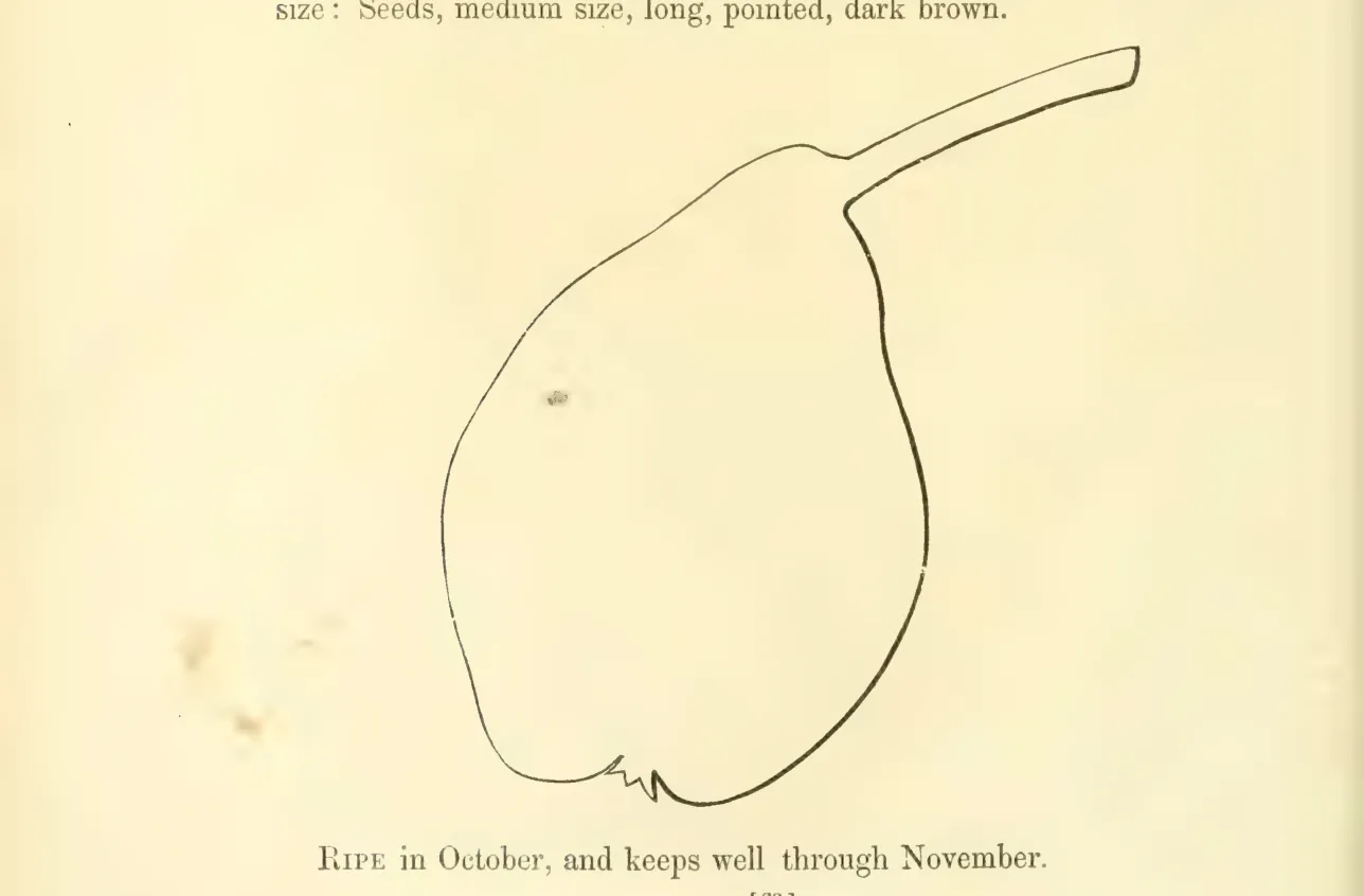 Illustration from Hovey, The Fruits of America (1852)