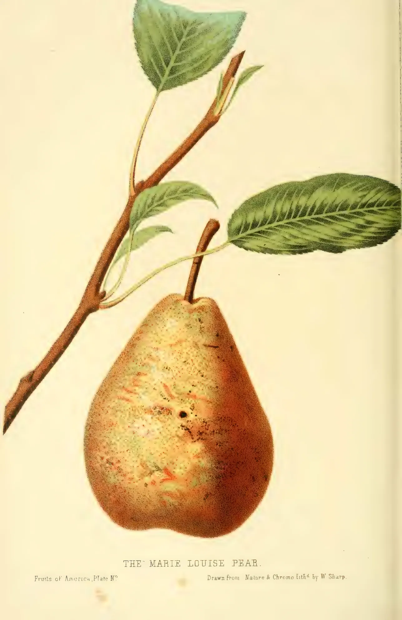 Illustration from Hovey, The Fruits of America (1852)