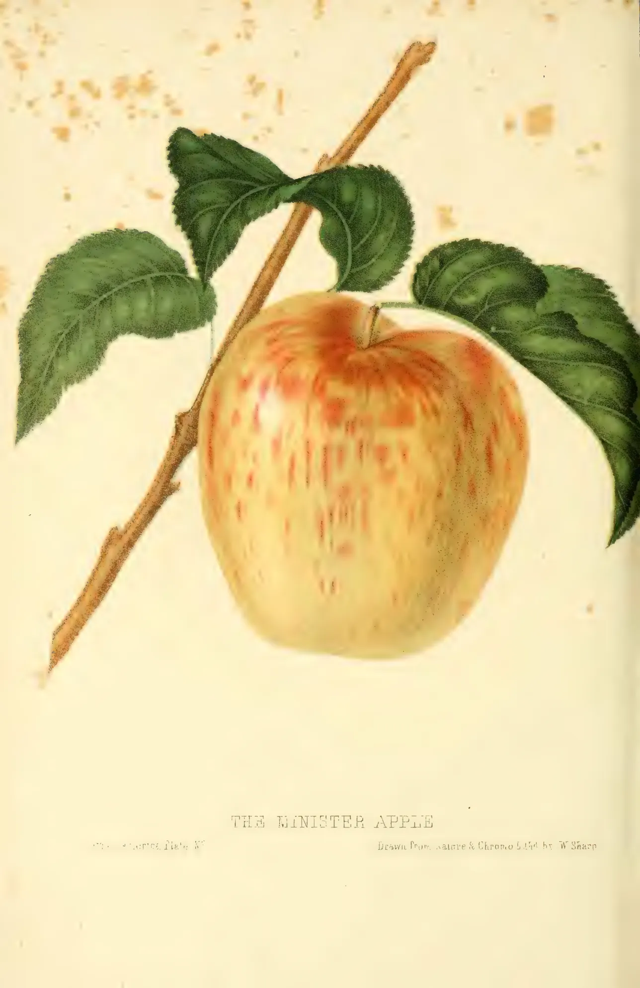 Illustration from Hovey, The Fruits of America (1852)