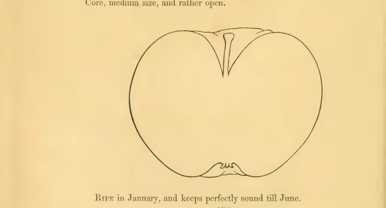 Illustration from Hovey, The Fruits of America (1852)