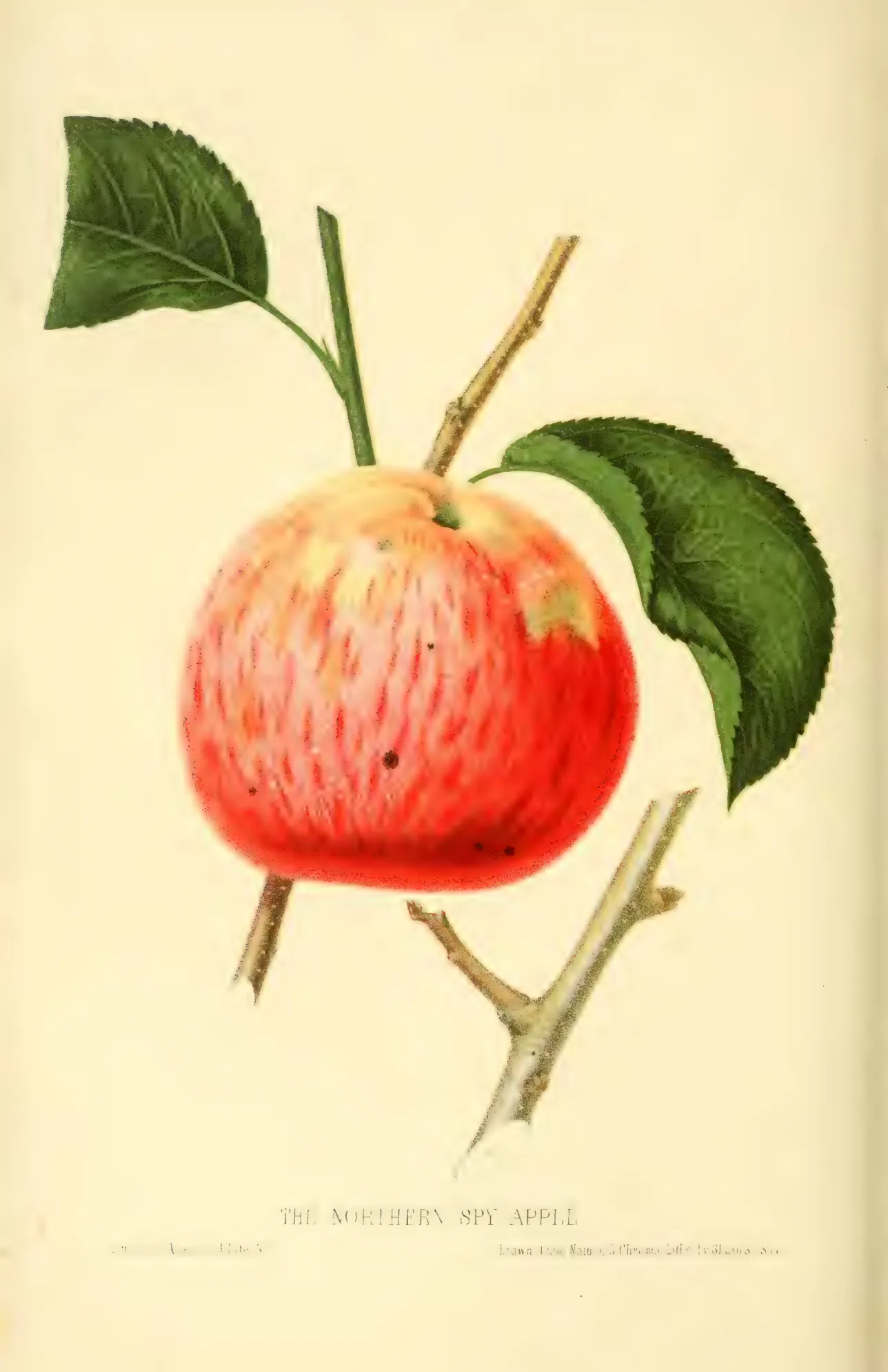 Illustration from Hovey, The Fruits of America (1852)