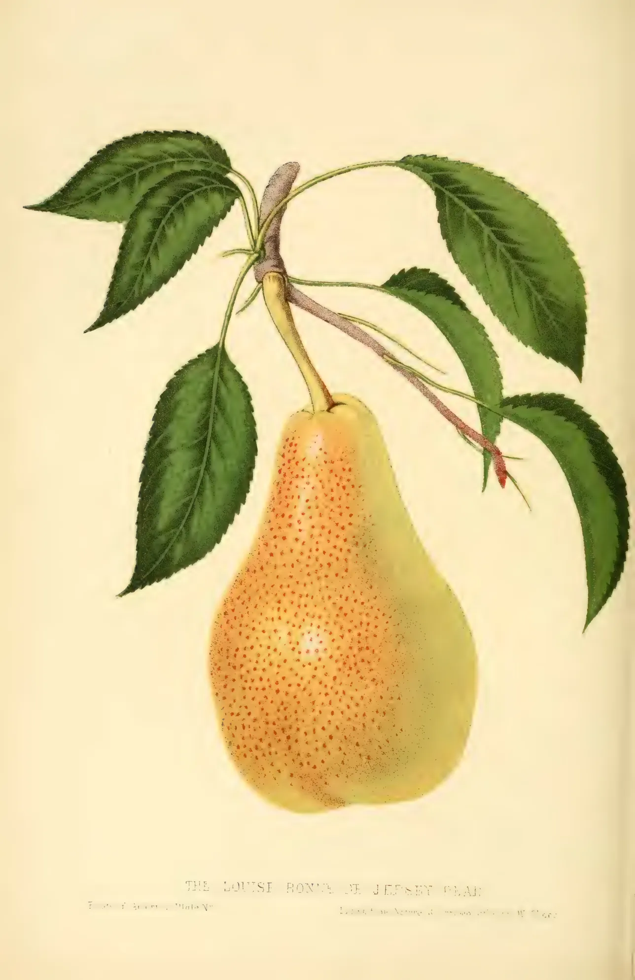 Illustration from Hovey, The Fruits of America (1852)