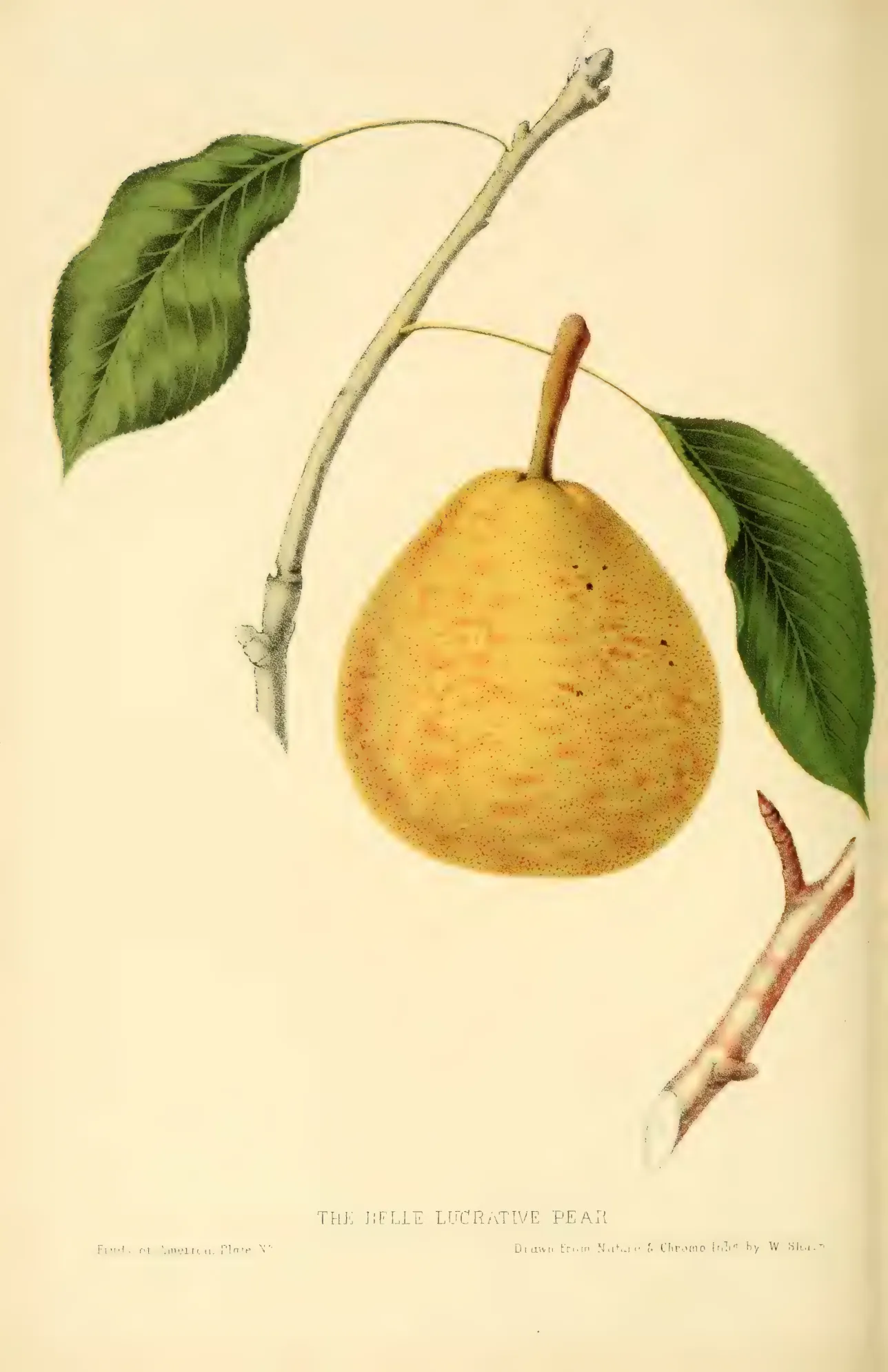 Illustration from Hovey, The Fruits of America (1852)