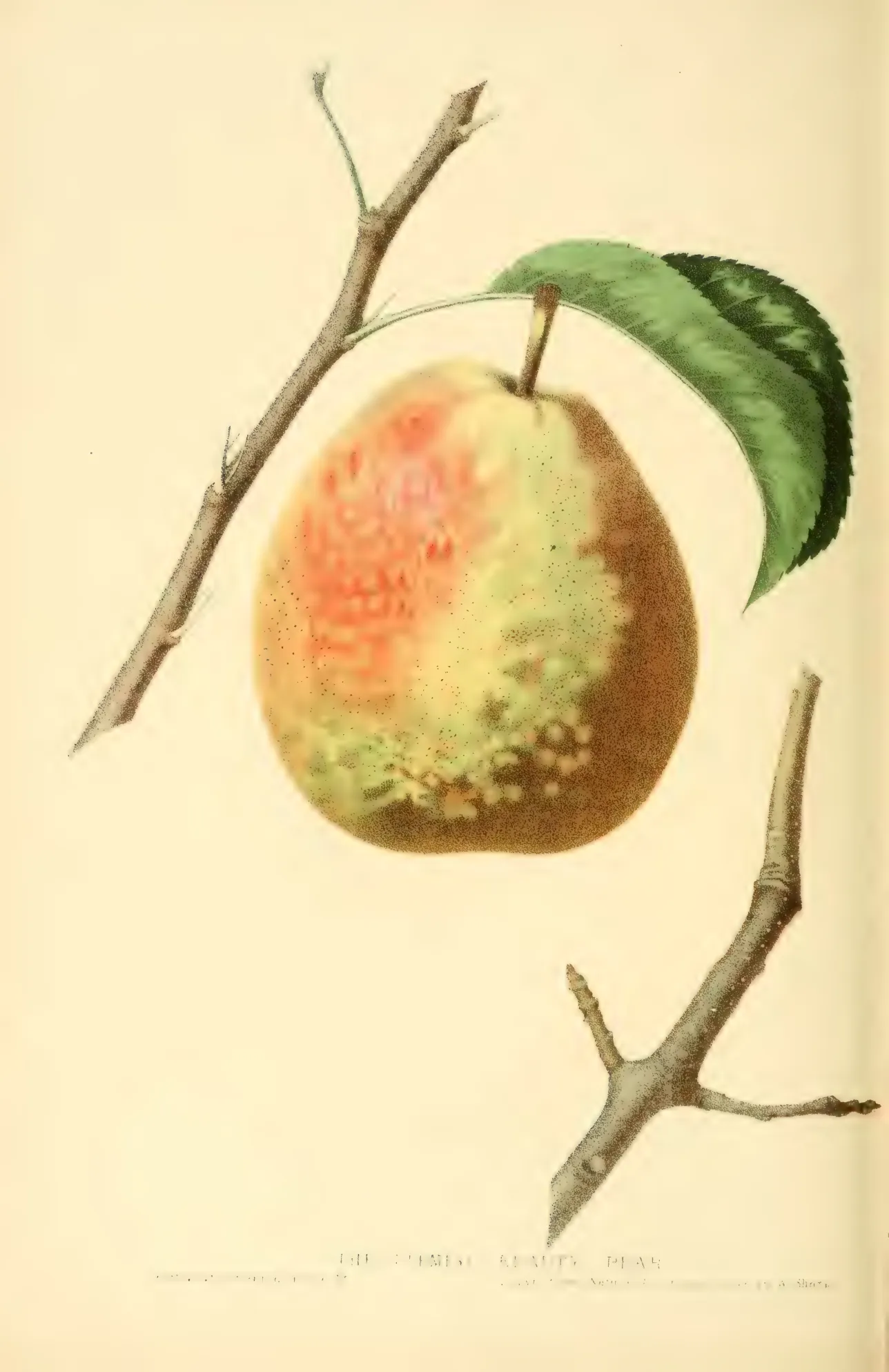 Illustration from Hovey, The Fruits of America (1852)