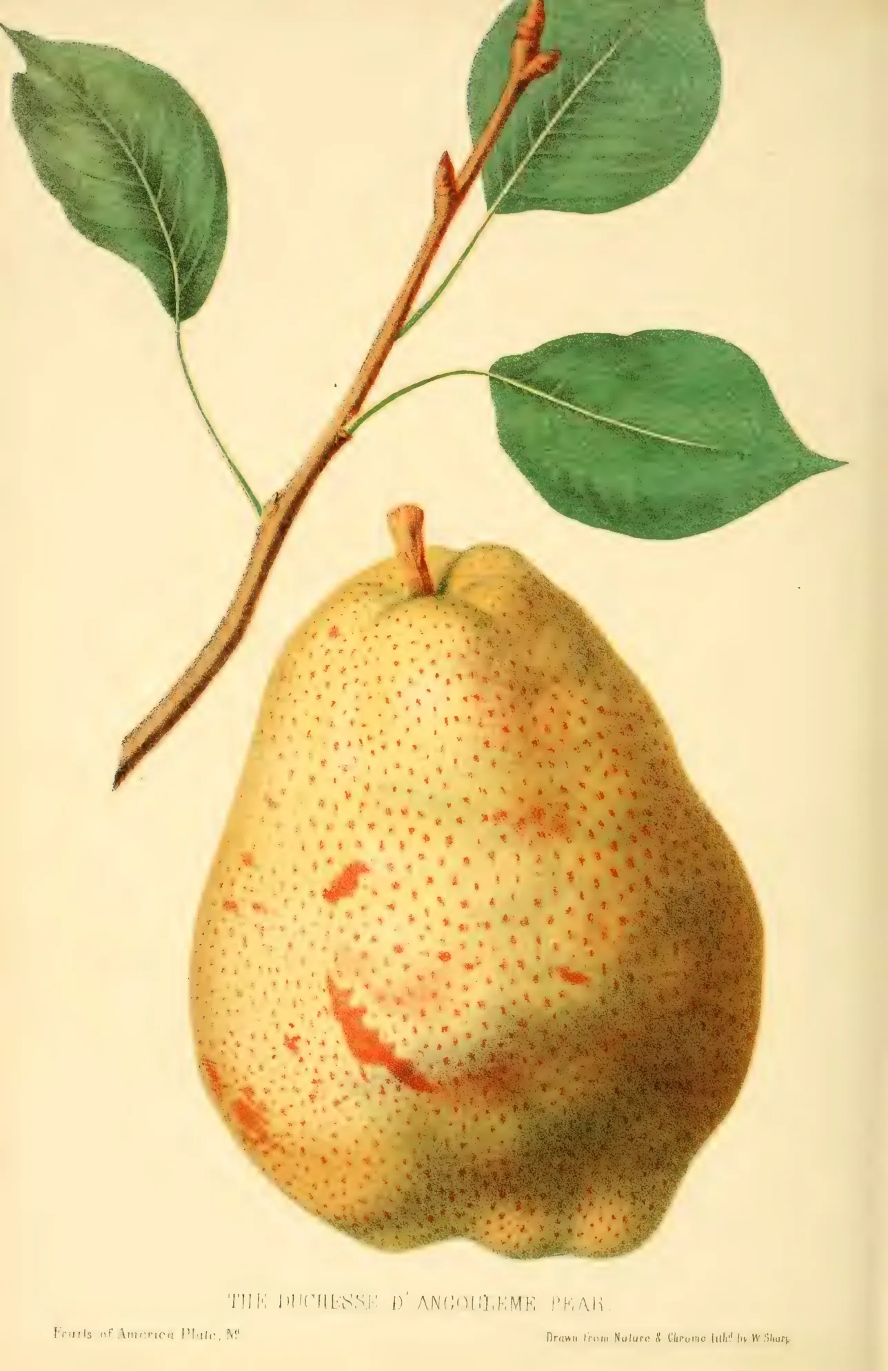 Illustration from Hovey, The Fruits of America (1852)