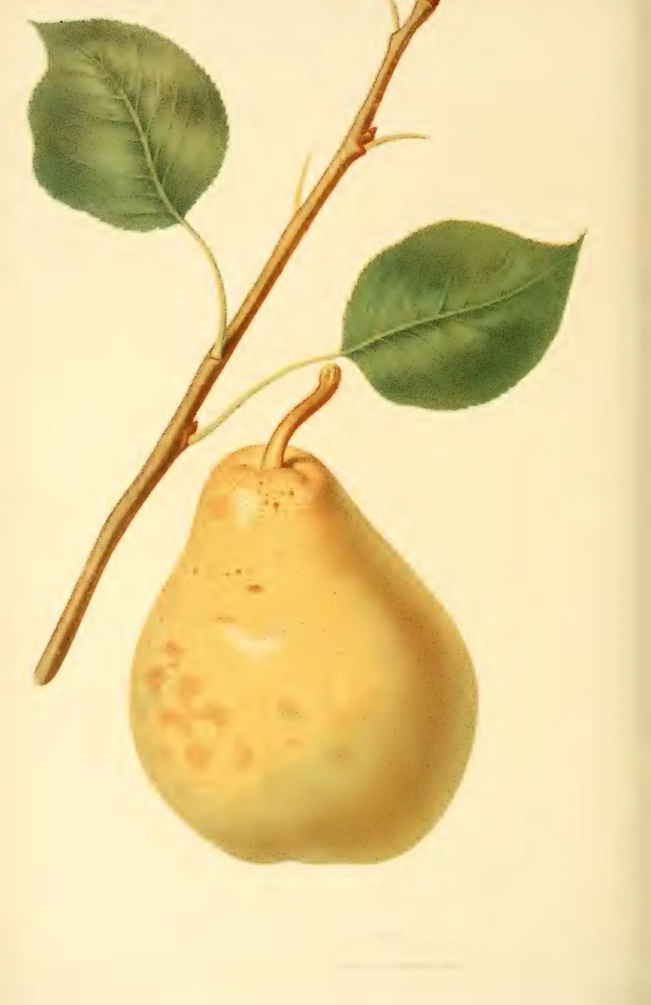 Illustration from Hovey, The Fruits of America (1852)
