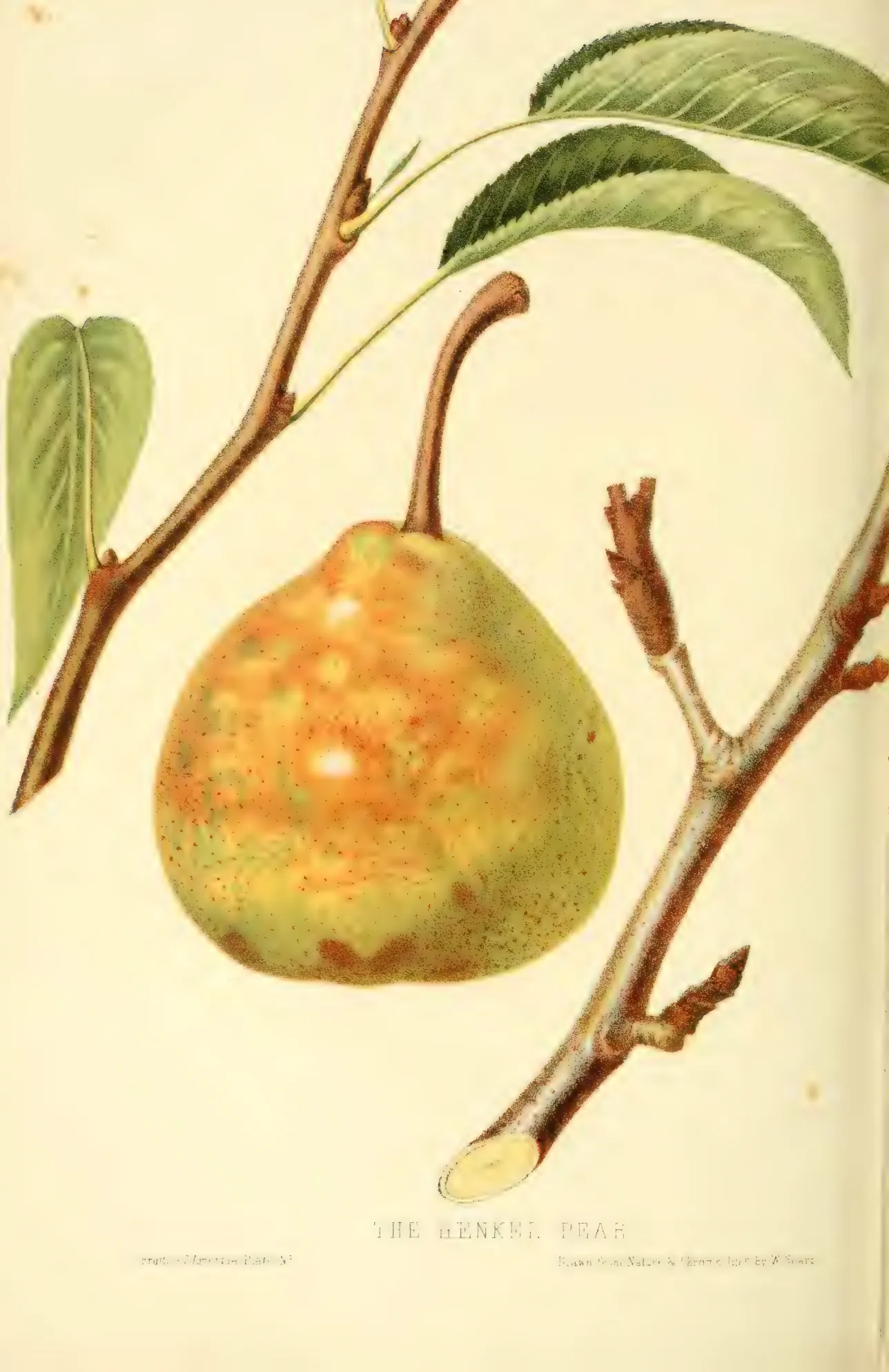 Illustration from Hovey, The Fruits of America (1852)