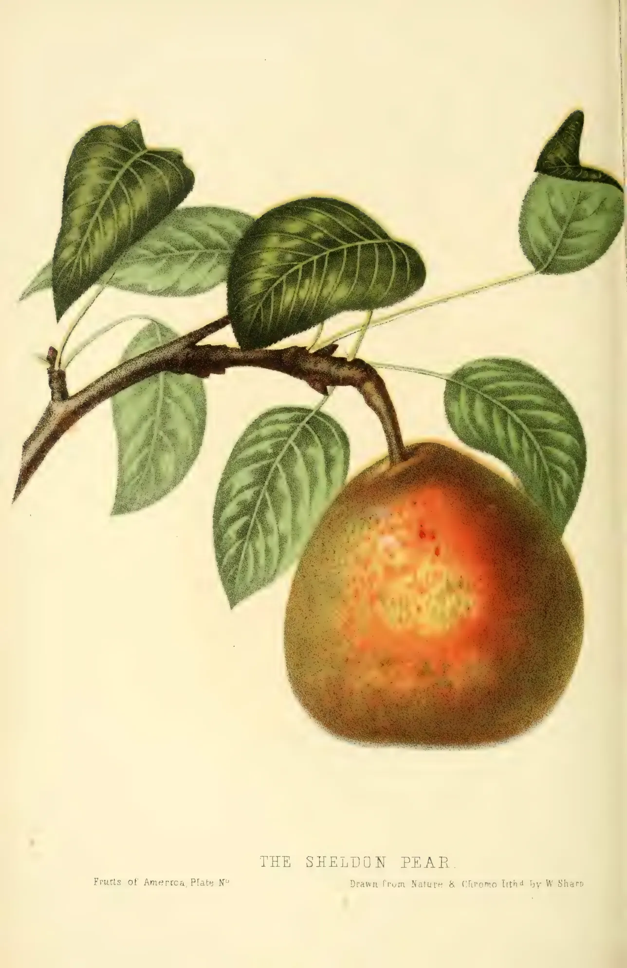 Illustration from Hovey, The Fruits of America (1852)