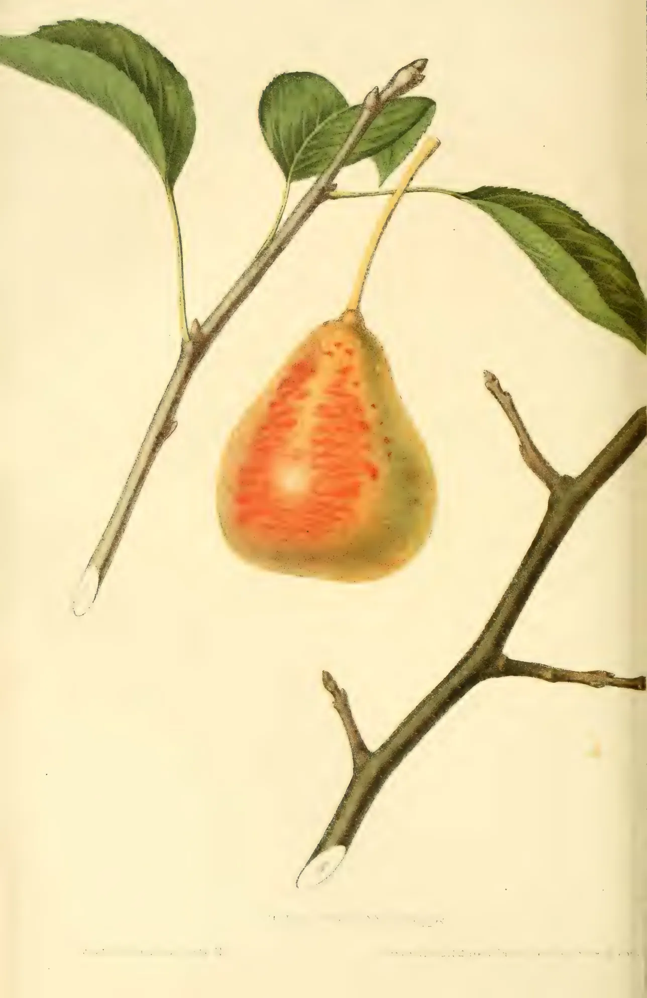 Illustration from Hovey, The Fruits of America (1852)