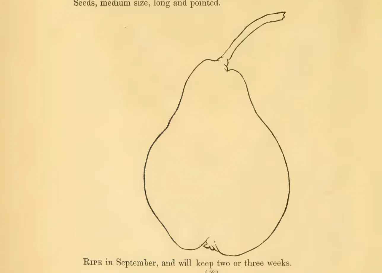 Illustration from Hovey, The Fruits of America (1852)