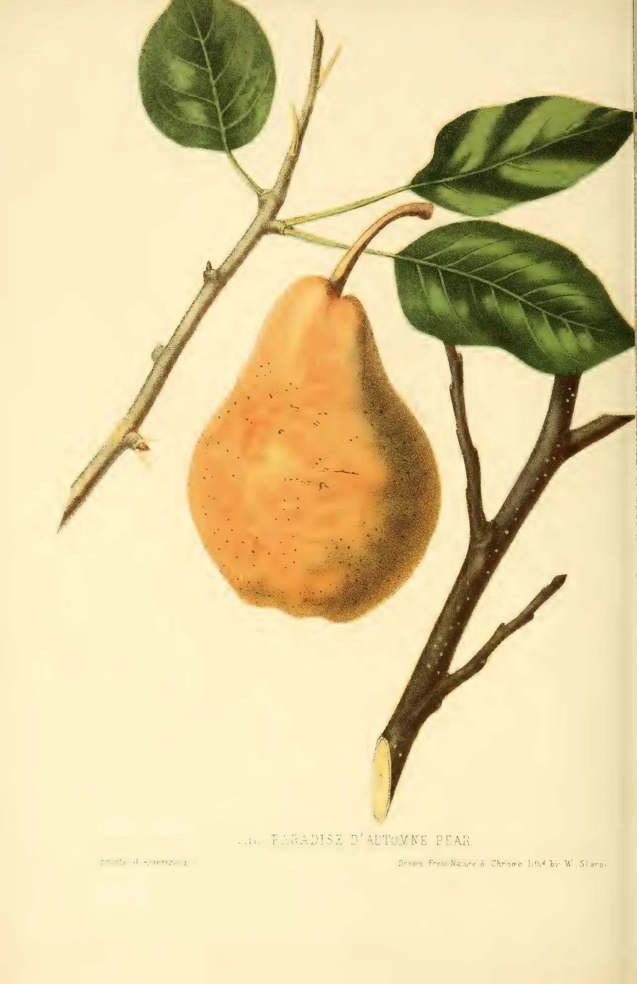 Illustration from Hovey, The Fruits of America (1852)