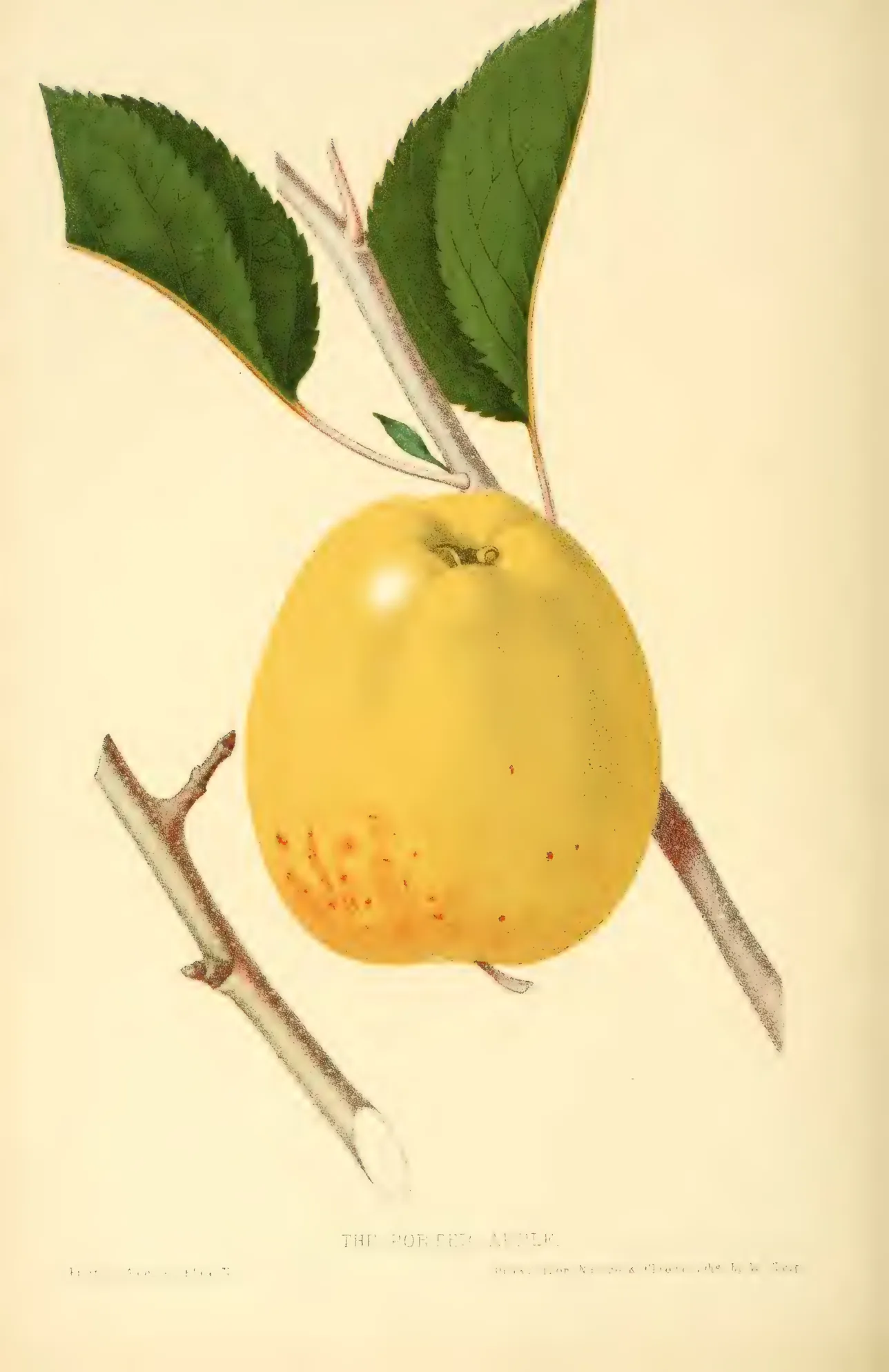Illustration from Hovey, The Fruits of America (1852)