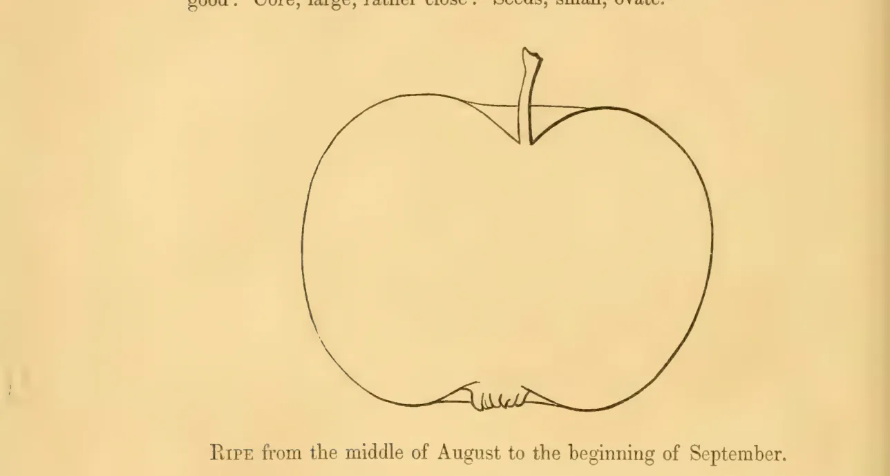 Illustration from Hovey, The Fruits of America (1852)
