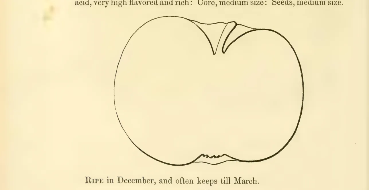Illustration from Hovey, The Fruits of America (1852)